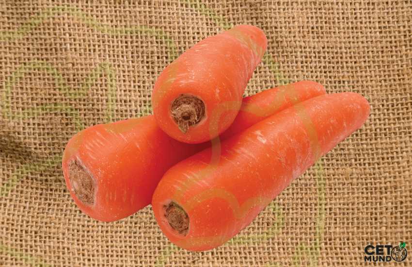 zanahoria-cetomundo